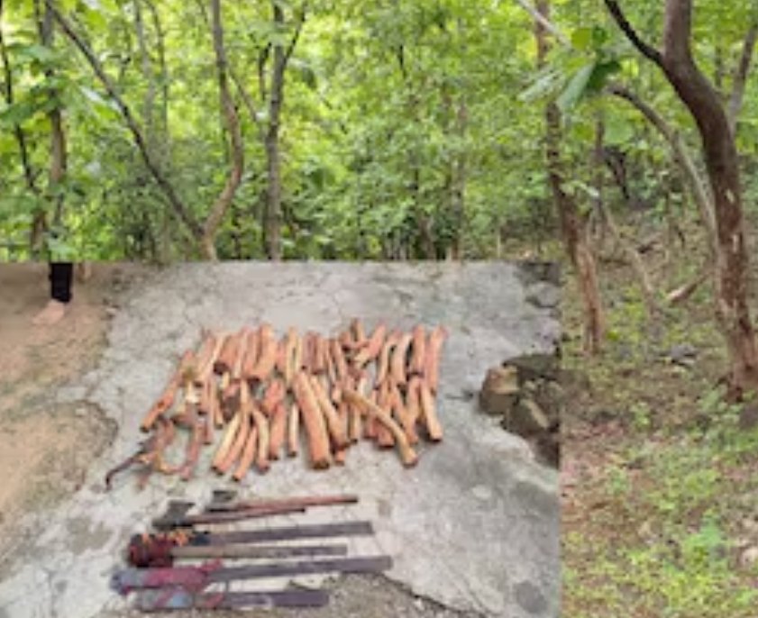 ચંદન ચોરી પુષ્પા ફિલ્મમાં તો જોઈ હશે પરંતુ દાતારના જંગલમાં ફિલ્મ જેવી ઘટના બની