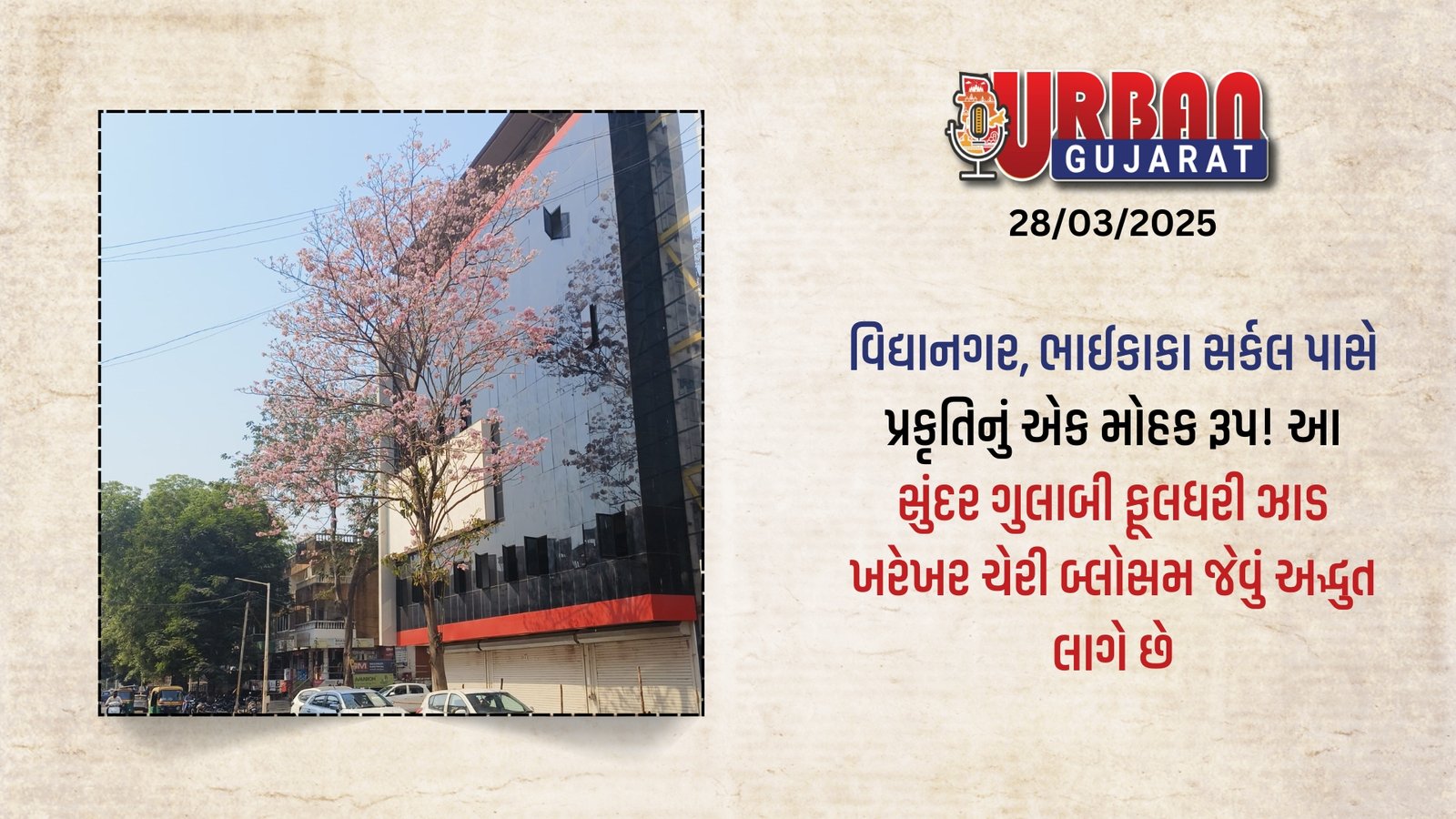 વિદ્યાનગર, ભાઈકાકા સર્કલ પાસે પ્રકૃતિનું એક મોહક રૂપ ! આ સુંદર ગુલાબી ફૂલધરી ઝાડ ખરેખર ચેરી બ્લોસમ જેવું અદ્ભુત લાગે છે!