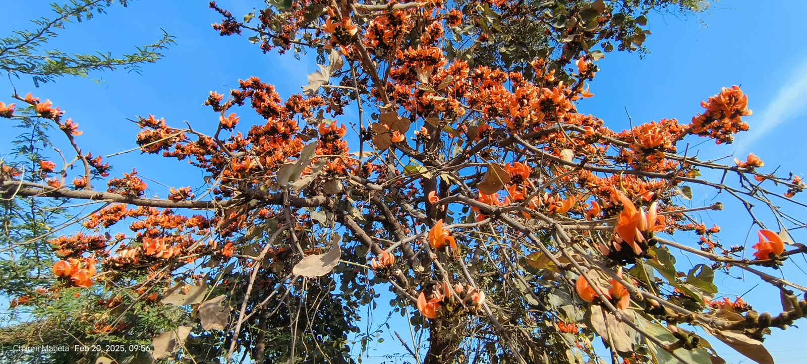 ફાગણ માસની સાથે કેસુડાંના ફૂલની ઋતુ પણ શરૂ