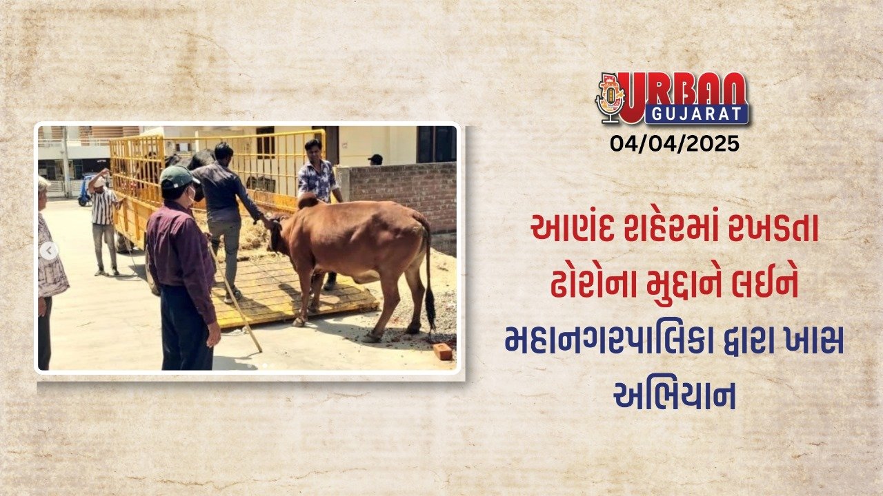 આણંદ મહાનગરપાલિકાની કાર્યવાહી: શહેરમાં રખડતા ઢોરોને પકડી ડબ્બામાં પુરાયા