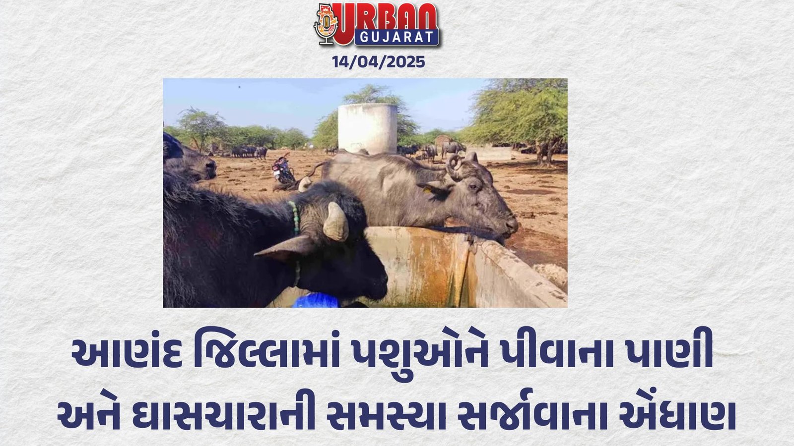 આણંદ જિલ્લામાં પશુઓને પીવાના પાણી અને ઘાસચારાની સમસ્યા સર્જાવાના એંધાણ