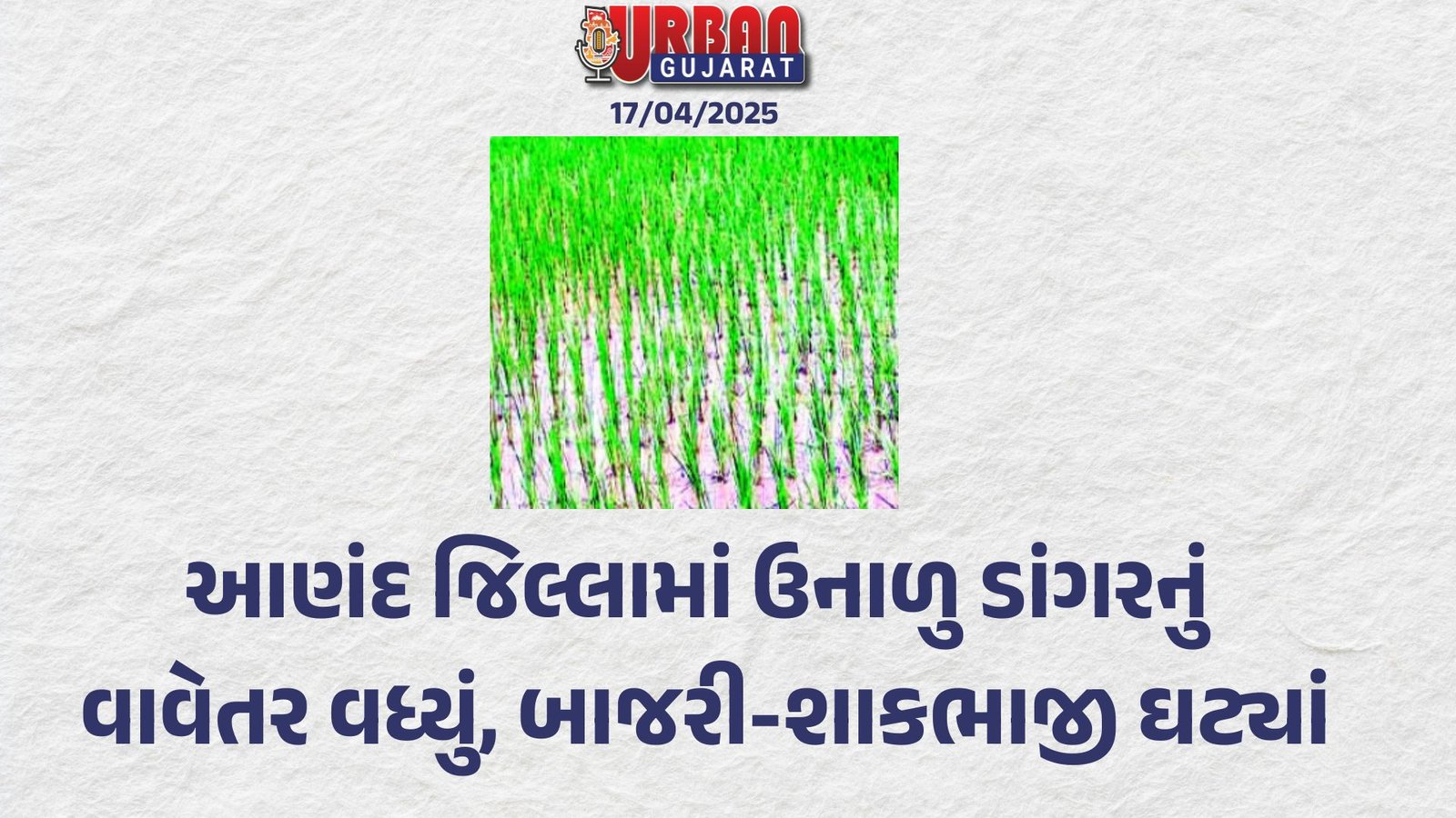 આણંદ જિલ્લામાં ઉનાળુ ડાંગરનું વાવેતર વધ્યું, બાજરી-શાકભાજી ઘટ્યાં