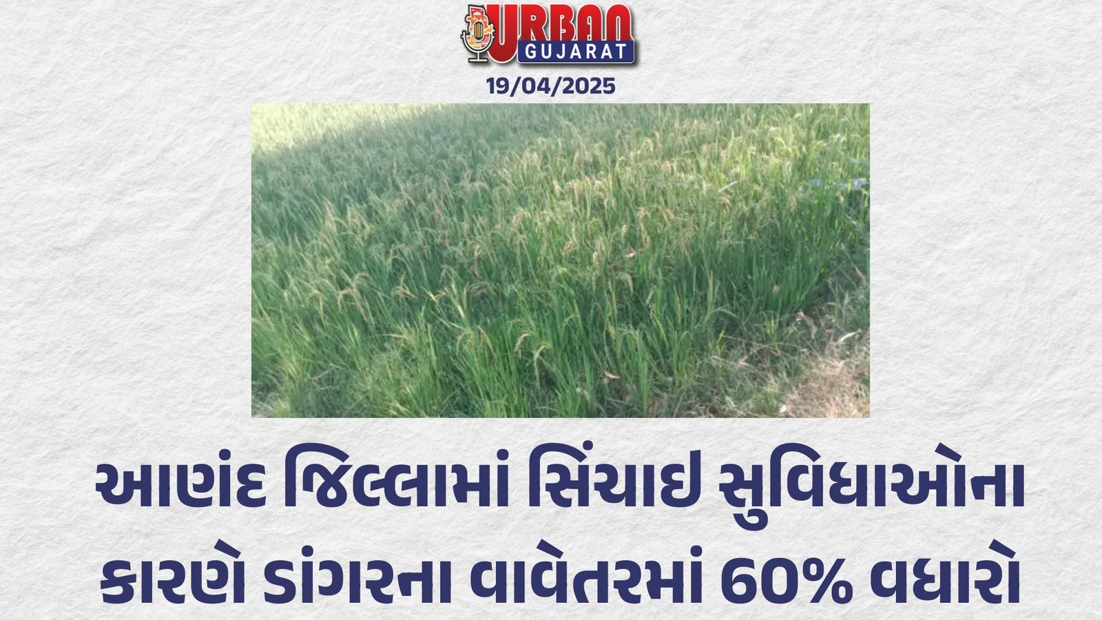 આણંદ જિલ્લામાં સિંચાઇ સુવિધાઓના કારણે ડાંગરના વાવેતરમાં 60% વધારો