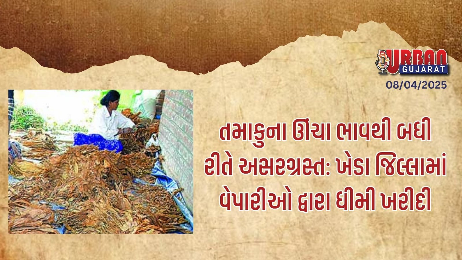 તમાકુના ઊંચા ભાવથી બધી રીતે અસરગ્રસ્ત: ખેડા જિલ્લામાં વેપારીઓ દ્વારા ધીમી ખરીદી