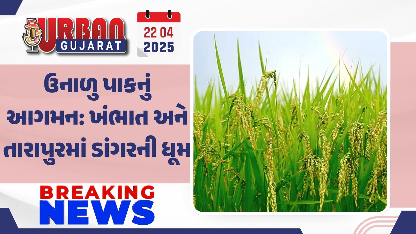 ઉનાળુ પાકનું આગમન: ખંભાત અને તારાપુરમાં ડાંગરની ધૂમ