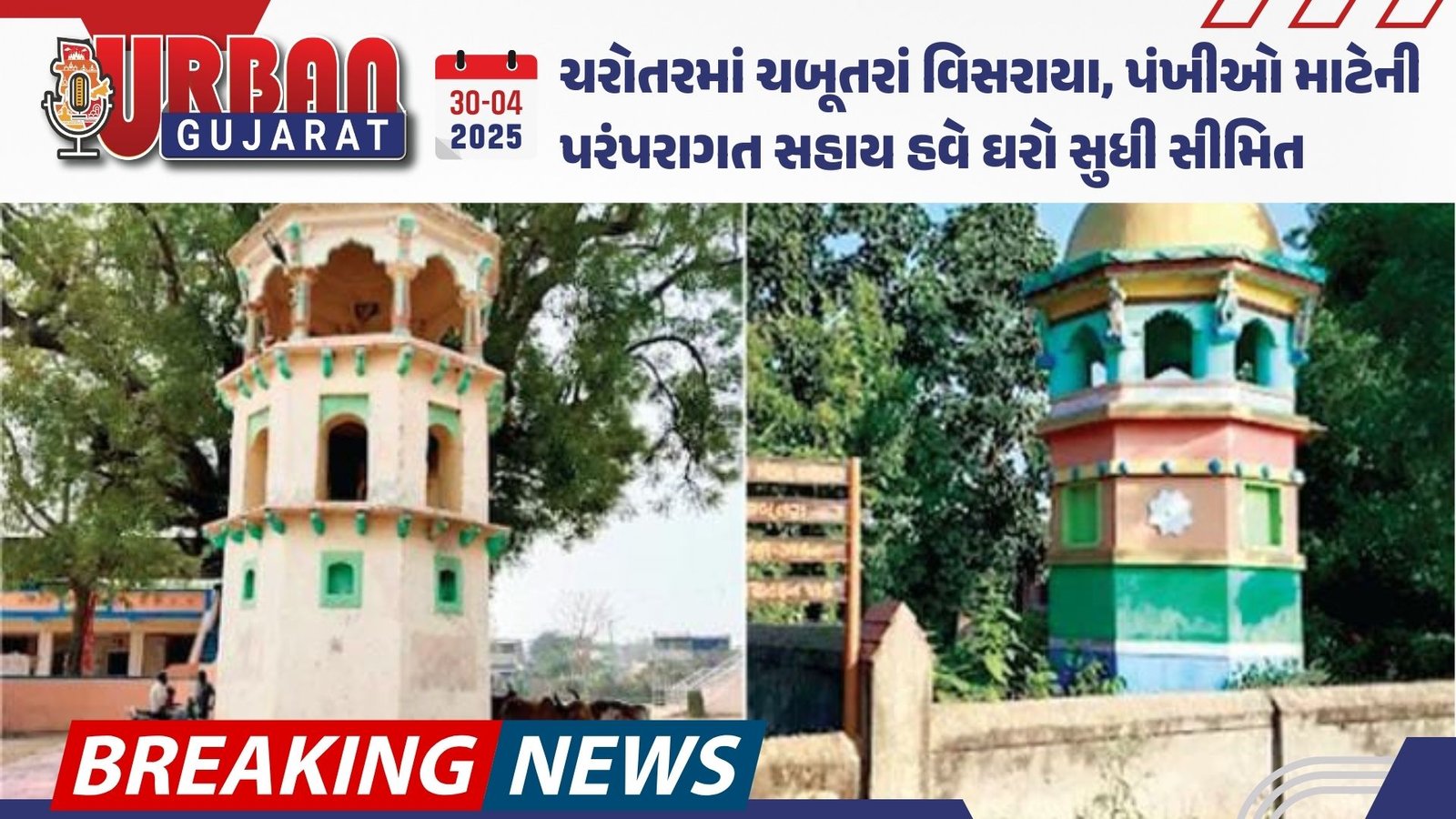 ચરોતરમાં ચબૂતરાં વિસરાયા, પંખીઓ માટેની પરંપરાગત સહાય હવે ઘરો સુધી સીમિત