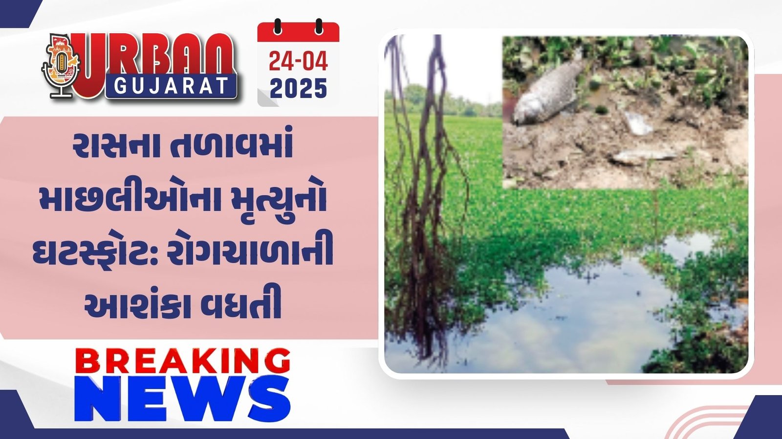 રાસના તળાવમાં માછલીઓના મૃત્યુનો ઘટસ્ફોટ: રોગચાળાની આશંકા વધતી