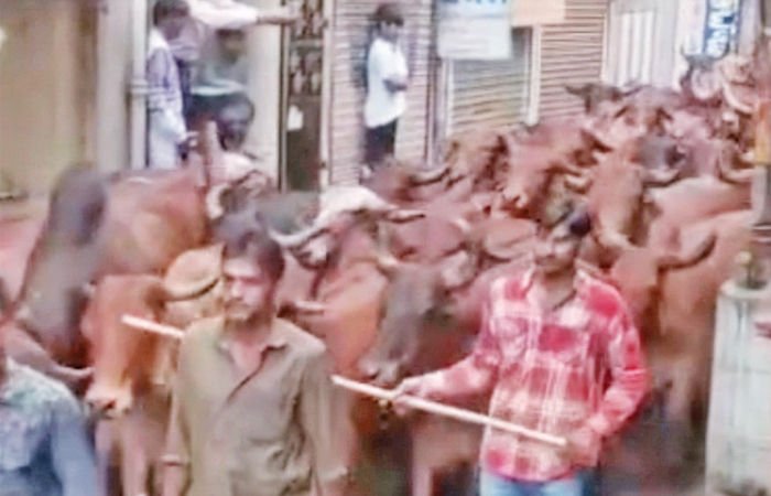 ડાકોર મંદિરમાં પરંપરાગત ગોપાષ્ટમી ઉત્સવની ઉલ્લાસપૂર્વક ઉજવણી કરાઇ