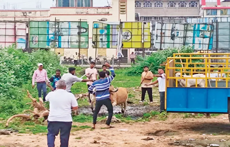 નડિયાદમાં રખડતા ઢોર નિયંત્રણ: મનપા વિસ્તારમાં પ્રથમ દિવસે 15 થી વધુ પશુ પાંજરે પુરાયા