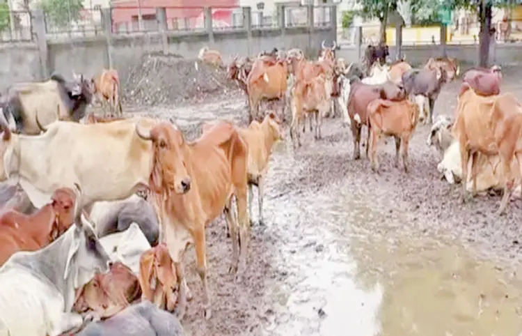 વિદ્યાનગર ઢોર ડબામાં અતિભારઃ 3 ગાયોના મોત