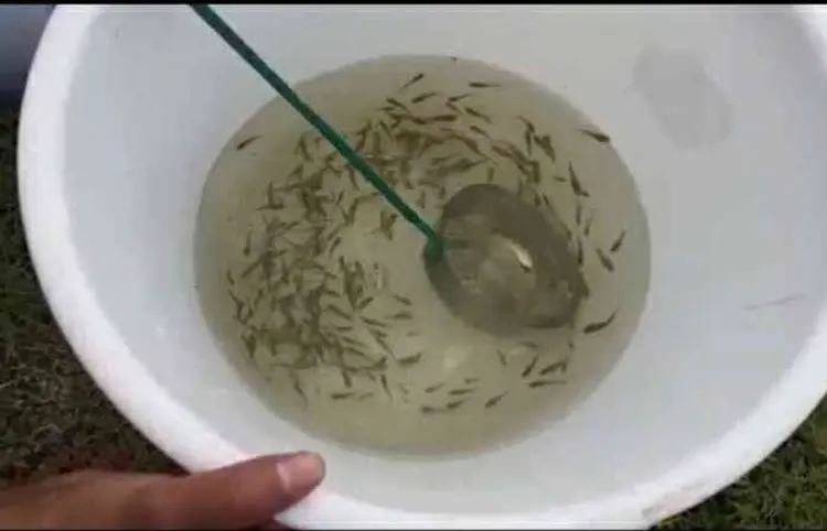 આણંદ જિલ્લામાં 6,722 ઘરોમાં મચ્છર ઉછેરના પોરા મળ્યા